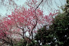 Springtime-in-Japan-27-Tokyo-Imperial-Palace