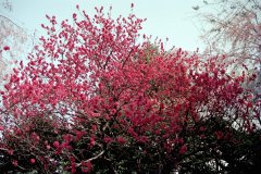 Springtime-in-Japan-28-Tokyo-Imperial-Palace