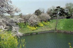 Springtime-in-Japan-30-Tokyo-Imperial-Palace