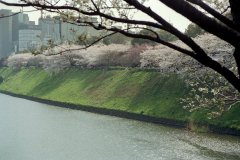 Springtime-in-Japan-31-Tokyo-Imperial-Palace