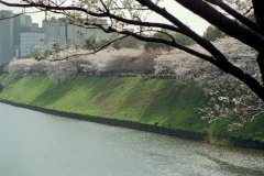 Springtime-in-Japan-31-Tokyo-Imperial-Palace