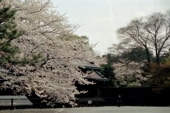 Springtime-in-Japan-33-Tokyo-Imperial-Palace