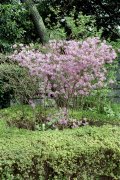 Springtime-in-Japan-34-Tokyo-Imperial-Palace