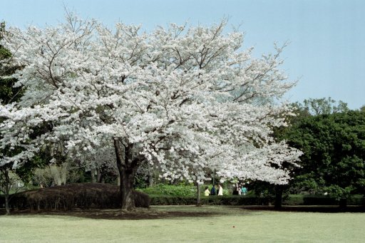 Springtime-in-Japan-38-Tokyo-Imperial-Palace