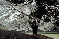 Springtime-in-Japan-39-Tokyo-Imperial-Palace