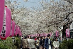 Springtime-in-Japan-44-Kamakura