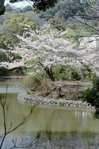 Springtime-in-Japan-46-Kamakura
