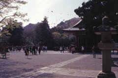 Springtime-in-Japan-50-Kamakura