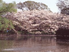 Springtime-in-Japan-55-Kamakura-4x3