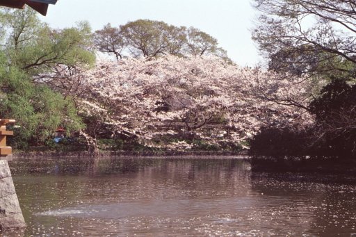 Springtime-in-Japan-55-Kamakura