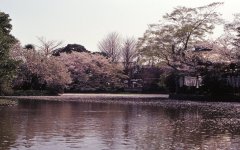 Springtime-in-Japan-56-Kamakura