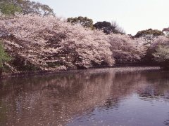 Springtime-in-Japan-57-Kamakura-4x3