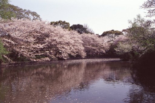 Springtime-in-Japan-57-Kamakura