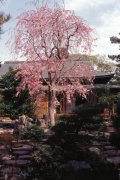 Springtime-in-Japan-58-Kamakura