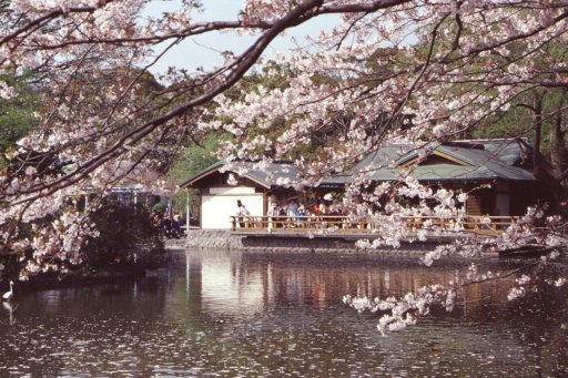 Springtime-in-Japan-60-Kamakura