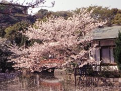 Springtime in Japan 2