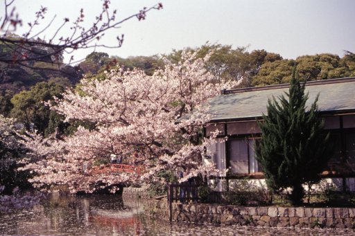 Springtime-in-Japan-61-Kamakura