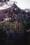 Springtime-in-Japan-64-Kamakura