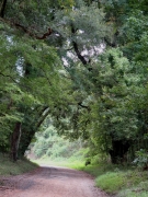 Looking Back past Bayou Saro - IMG_0950