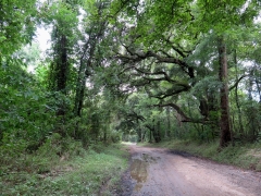Looking back past Bayou Saro - IMG_0951