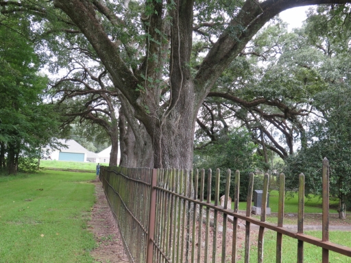 Row of Live Oak Trees - IMG_0979