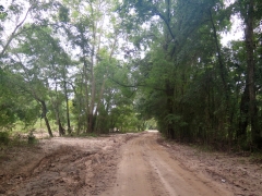 Scenic Road Along Bayou Saro to Cypress Trees - IMG_0921