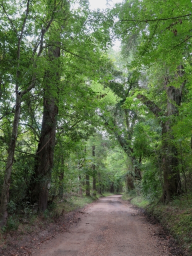 Scenic Road along Bayou Saro - IMG_0933