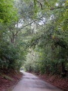 Scenic Road looking back - IMG_1037