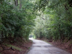 Scenic Road looking back IMG_1039
