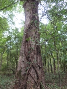 Vines on Tree - - IMG_0940