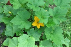 IMG_5670-squash-blossom