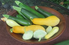 Summer-Squash-Cropped