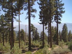 Summertime-at-Snow-Summit-03