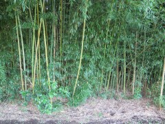 IMG_1871