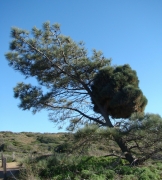 Torrey-Pines-09
