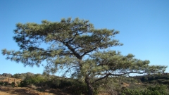 Torrey-Pines-10