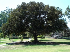 UC-Irvine-Campus-02-Morten-Bay-Fig