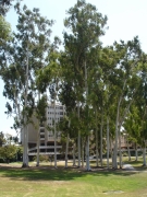 UC-Irvine-Campus-04