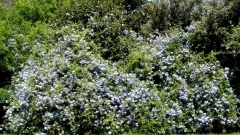UC-Irvine-Campus-05-Doctorbush