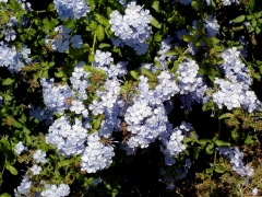 UC-Irvine-Campus-06-Doctorbush