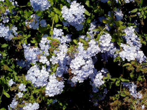UC-Irvine-Campus-06-Doctorbush