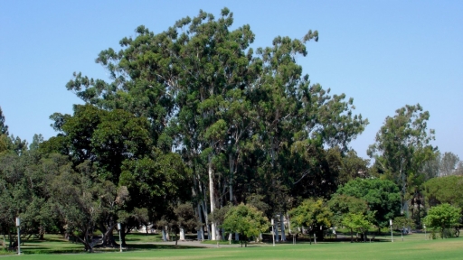 UC-Irvine-Campus-07