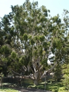 UC-Irvine-Campus-08-Ficus-Macrophylla