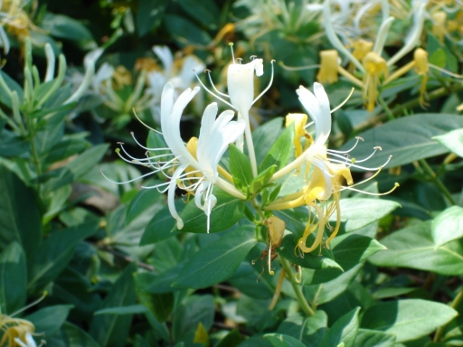 UC-Irvine-Campus-09-Honeysuckle