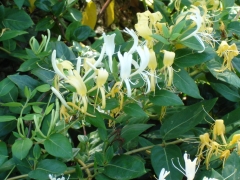UC-Irvine-Campus-10-Honeysuckle
