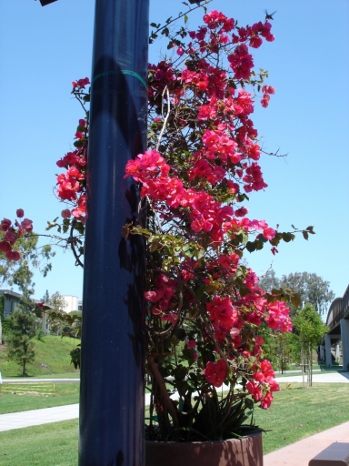 UC-Irvine-Campus-15-Bougainvillea