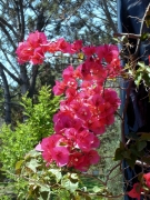 UC-Irvine-Campus-16-Bougainvillea