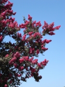 UC-Irvine-Campus-23-Crape-Myrtle