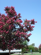 UC-Irvine-Campus-24-Crape-Myrtle