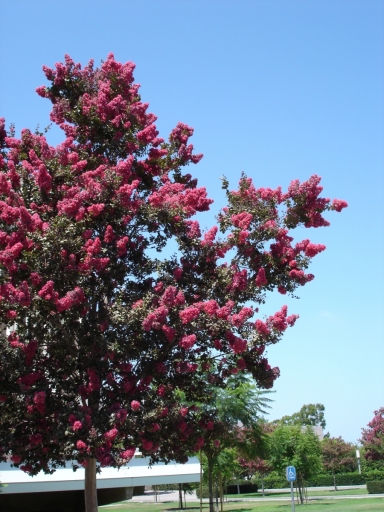 UC-Irvine-Campus-24-Crape-Myrtle